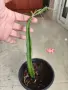 Драконов плод растение в саксия , снимка 6