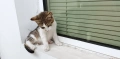 Подарявам малко котенце - момченце, снимка 4