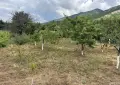 ПРОДАВА СЕ ЛОЗЕ , снимка 8