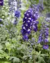 Delphinium Blue (White Bee) (Делфиниум син „White Bee“ / „Бяла пчеличка“), снимка 1