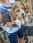 Развъдник Golden dogs , снимка 3
