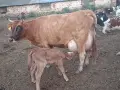 Продавам 1 бр. кравa, снимка 1