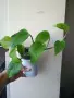 Епипремнум, epipremnum Marble Green, снимка 1