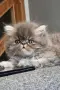 Персийски котета, сестрички родени на 23.05.26г., снимка 1