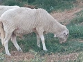 Кочове 3 броя   !, снимка 5