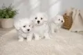 Малтийски болонки!!, снимка 2