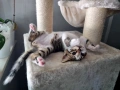 Подарявам мъжки котета!, снимка 6