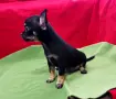 мини Чихуахуа с две ваксини , снимка 8