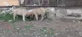 Продавам Кангали , снимка 2