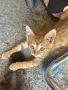 Осинови котенца , снимка 3