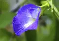 🌿 Трилистна клитория (Clitoria ternatea) – екзотична цъфтяща лиана, снимка 5