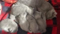 Продавам клепоухи котенца., снимка 3