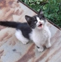 Подарявам котета, снимка 8