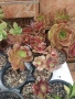 Еониум (Aeonium sp.), сукулентно растение, снимка 2