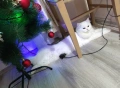Ангорска котка-женска, снимка 5