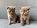 Шотландски клепоухи, снимка 2