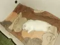 Кученце пикинез, снимка 2