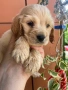 Кокер шпаньол момче за гушкане ваксина, снимка 3