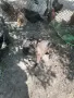 френски Булдок женско на 4 години раждало е два пъти , снимка 2