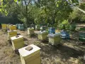Продавам пчелни семейства , снимка 2