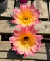 Цъфтящи Кактуси Echinopsis Hybrid омбре преливащи се цветове , снимка 5