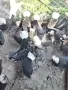 Петли холандска носачка , снимка 3