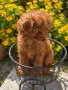 Той Пудел /Poodle Toy / , снимка 1