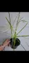 Водна палма, циперус, Cyperus alternifolius variegata, снимка 1