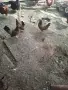 Декоративни кокошки, снимка 1