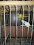 продавам канар., снимка 2
