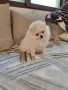 Померанче мъжко , снимка 5