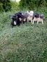 Кученца Френски булдог , снимка 5