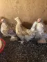 Мини Кохин и джинки, снимка 4