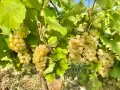 Продавам ново лозе , сорт " Мускат" 22 декара, снимка 1