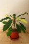 Африканска плюеща палма, Euphorbia leuconeura, 1-год. растение, снимка 1
