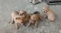 Пинчер         ., снимка 4