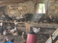 Продавам селски пилета, снимка 3