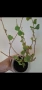 Хоя, hoya kanyakumariana, снимка 4