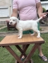 Дого Аржентино / Dogo argentino , снимка 11