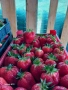 Продавам замразен разсад ягоди , снимка 6