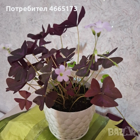 Комплект Цветя Детелини