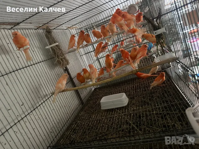 Червении и къдрави канарчета, снимка 2 - Канари - 55366159