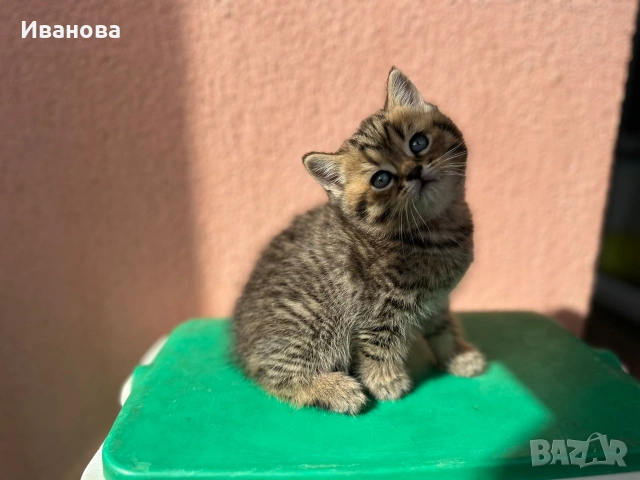 Британска късокосместа и шотландска клепоуха котка, снимка 4 - Британска късокосместа - 54530687