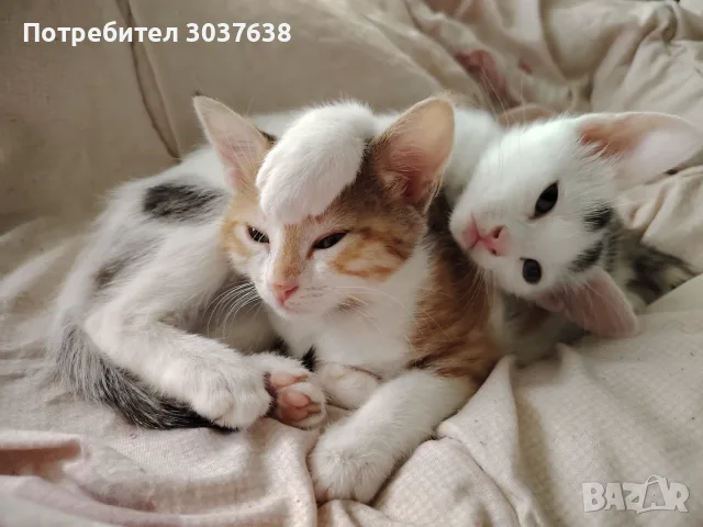 Две прекрасни котенца
