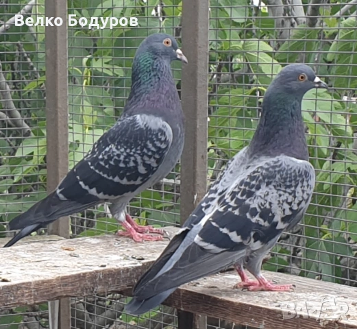 Английски типрери., снимка 7 - Гълъби - 54541838