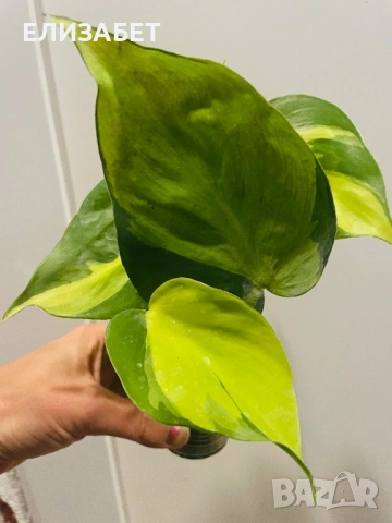 Fhilo