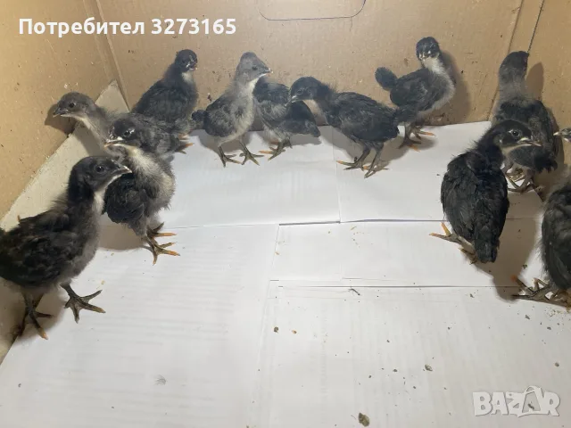 Пилета шведски исабар  и великденска носачка , снимка 10 - Кокошки и пуйки - 55446065