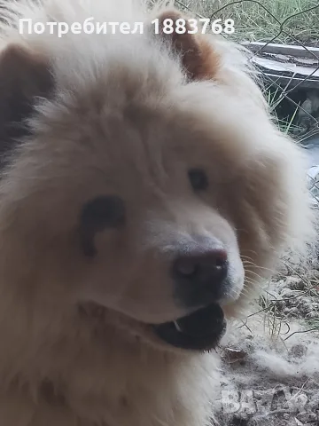 животни кучета чау чау, снимка 3 - Чау Чау - 55512195