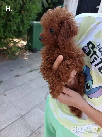 Пудел той/poodle toy, снимка 4 - Пудели - 55508346