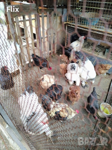 разплодни яйца , снимка 13 - Кокошки и пуйки - 54055847